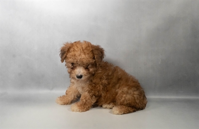 [#N06191] Café F Poodle Puppies for Sale