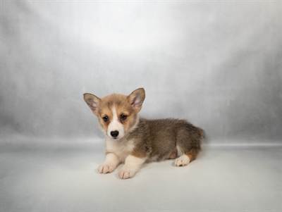 [#N06251] Sable F Pembroke Welsh Corgi Puppies for Sale