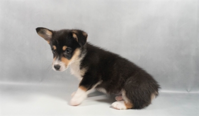 [#N06252] Black and Tan F Pembroke Welsh Corgi Puppies for Sale