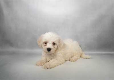 [#N06256] White M Coton De Tulear Puppies for Sale
