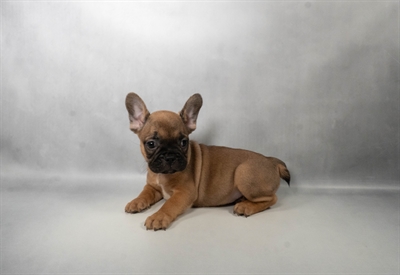 [#N06282] Red M French Bulldog Puppies for Sale