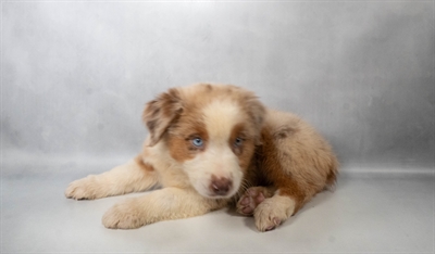 [#N06297] Red Merle F Australian Shepherd Puppies for Sale