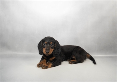 [#N06310] Black and Tan M Dachshund Puppies for Sale