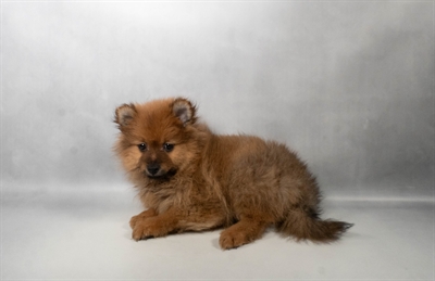 [#N06418] Red Sable F Pomeranian Puppies for Sale