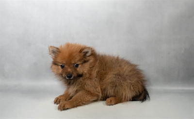 [#N06420] Orange Sable F Pomeranian Puppies for Sale