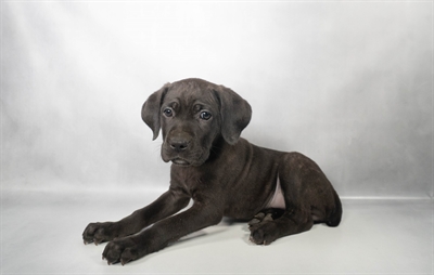 [#N06554] Black M Cane Corso Puppies for Sale