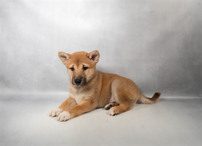 [#N06672] Red M Shiba Inu Puppies for Sale