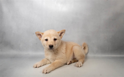 [#N06735] Cream F Shiba Inu Puppies for Sale
