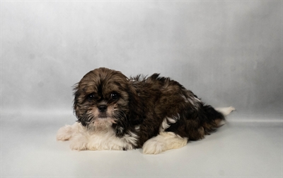 [#N06750] Brindle and White F Shih Tzu Puppies for Sale