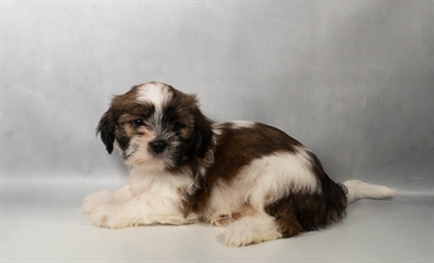 [#N06859] Gold and White F Shih Tzu Puppies for Sale