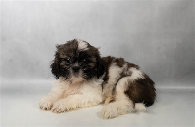 [#N06860] Gold and White M Shih Tzu Puppies for Sale