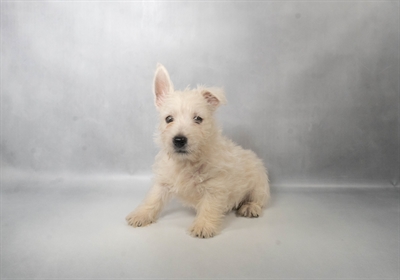[#N06931] White M West Highland White Terrier Puppies for Sale