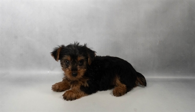 [#N07236] Black and Tan F Yorkshire Terrier Puppies for Sale