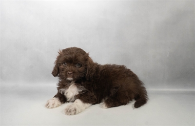 [#N07250] Brown F Shih -Poo Puppies for Sale