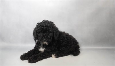[#N07459] Black F Poodle Puppies for Sale