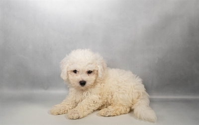 [#N07702] White M Bichon Frise Puppies for Sale