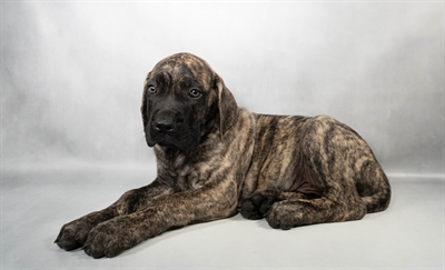 [#N07751] Brindle M English Mastiff Puppies for Sale