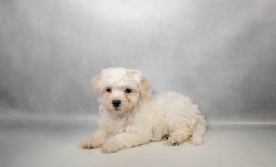 [#N08367] White M Maltese Puppies for Sale