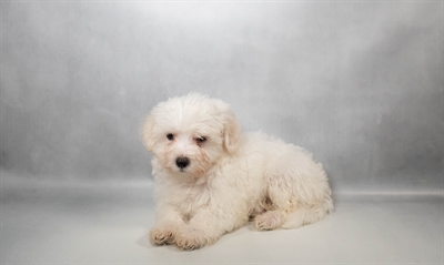 [#N08369] White M Maltese Puppies for Sale