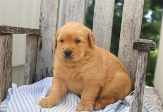 [#261799-01] Golden F Golden Retriever Puppies for Sale