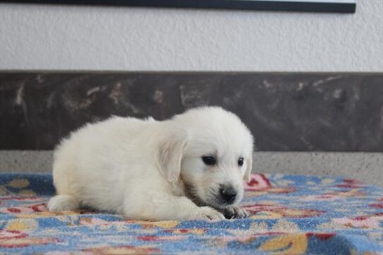 [#261668-03] Light Golden M Golden Retriever Puppies for Sale
