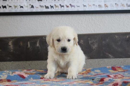 [#261668-04] Light Golden M Golden Retriever Puppies for Sale