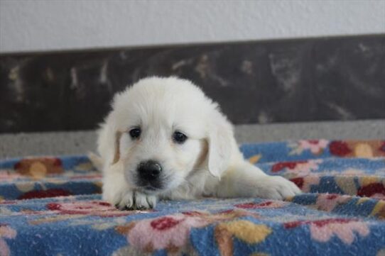 [#261668-06] Light Golden F Golden Retriever Puppies for Sale