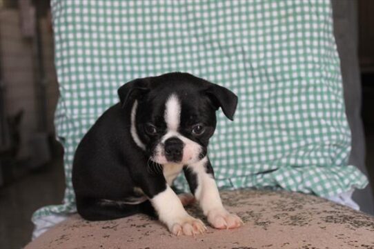 [#261609-02] Black / White M Boston Terrier Puppies for Sale