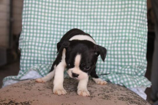 [#261611-06] Black / White F Boston Terrier Puppies for Sale
