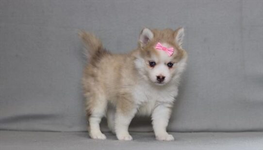 [#26202-04] Blue Merle F Pomsky Puppies for Sale