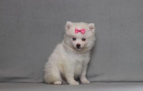[#26202-06] White F Pomsky Puppies for Sale