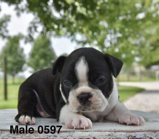 [#26442-02] Black / White M Boston Terrier Puppies for Sale