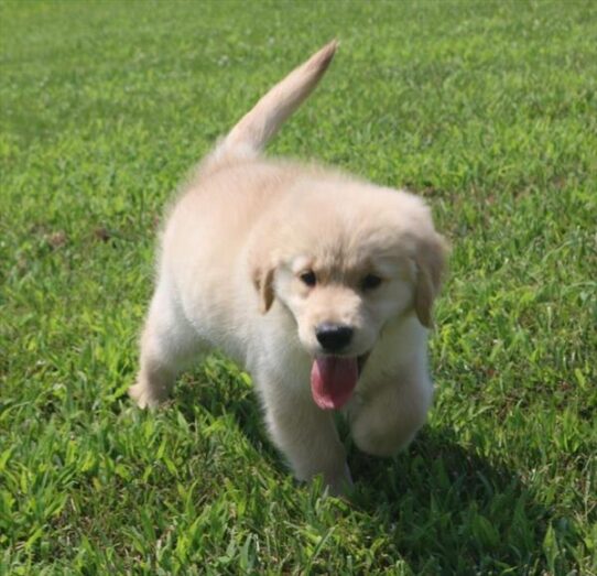 [#2616-03] Light Golden M Golden Retriever Puppies for Sale