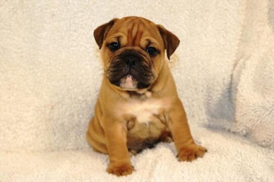[#2621-06] Fawn / White M Bulldog/Bulldog Mini Puppies for Sale