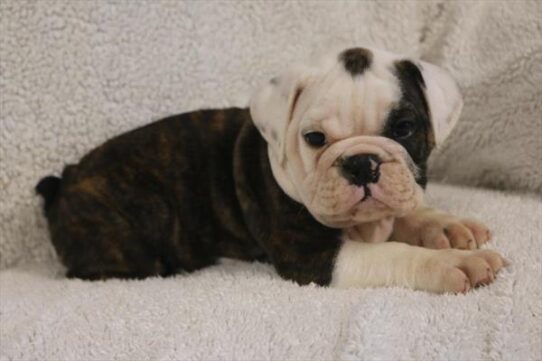 [#2621-09] Brindle / White M Bulldog/Bulldog Mini Puppies for Sale
