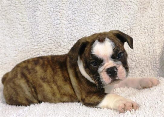 [#2621-11] Brindle / White F Bulldog/Bulldog Mini Puppies for Sale
