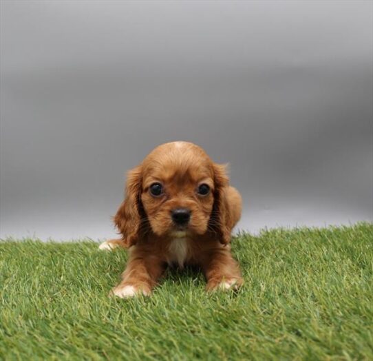 [#261549-02] Ruby M Cavalier King Charles Spaniel Puppies for Sale