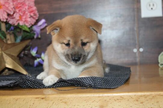 [#261861-02] Red M Shiba Inu Puppies for Sale