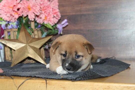 [#261861-04] Red F Shiba Inu Puppies for Sale