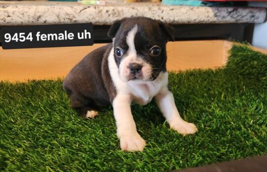 [#26464-03] Black / White F Boston Terrier Puppies for Sale