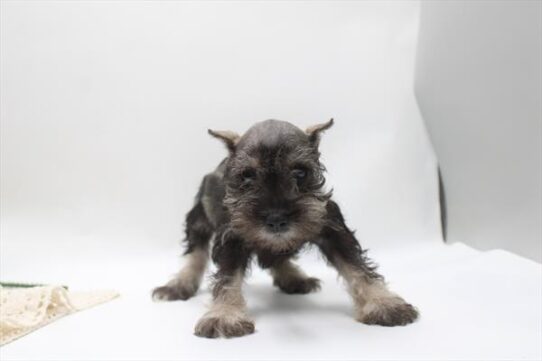 [#261580-05] Salt / Pepper F Miniature Schnauzer Puppies for Sale