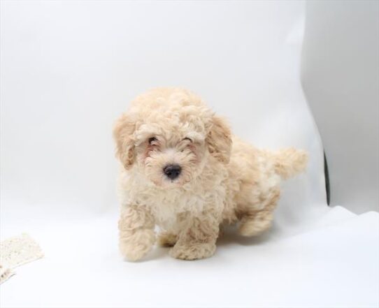[#261510-02] Cream M Poodle Mini Puppies for Sale