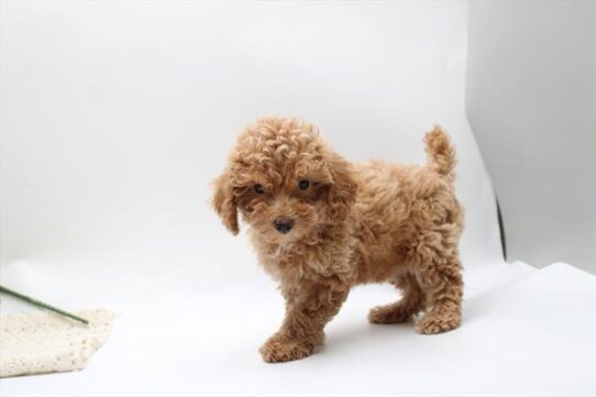 [#261510-03] Cream F Poodle Mini Puppies for Sale
