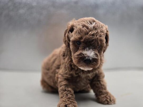 [#2690-02] Red M Cavapoo F1B Puppies for Sale