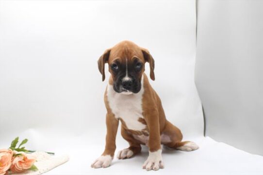 [#261775-01] Fawn / White M Boxer Puppies for Sale