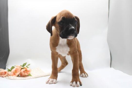 [#261775-04] Fawn / White M Boxer Puppies for Sale