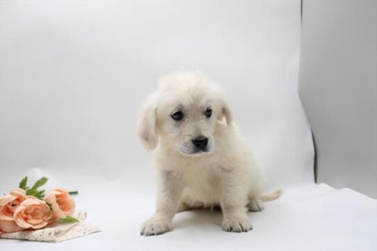 [#261668-11] Light Golden F Golden Retriever Puppies for Sale