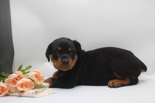 [#261782-02] Black / Tan M Rottweiler Puppies for Sale