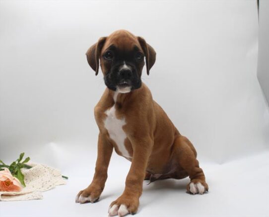 [#261775-07] Fawn / White M Boxer Puppies for Sale