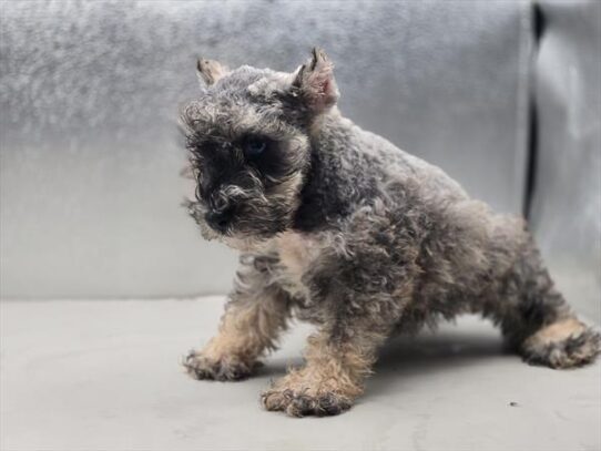 [#2678-01] Salt / Pepper M Miniature Schnauzer Puppies for Sale